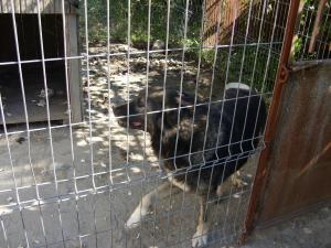 Ciobanesc caucazian