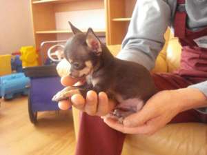Chihuahua Extra Mini