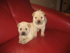 vand catei rasa shar-pei