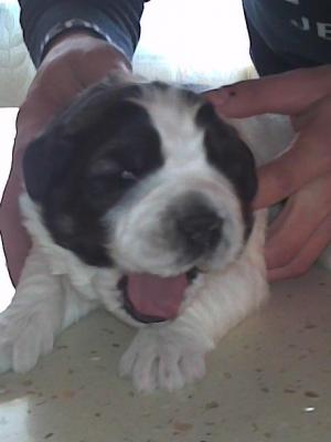 VAND CAINE SAINT BERNARD