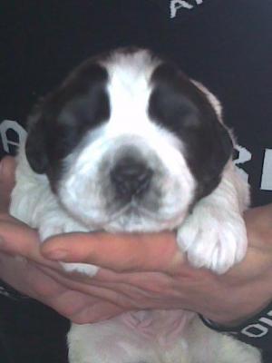 VAND CAINE SAINT BERNARD