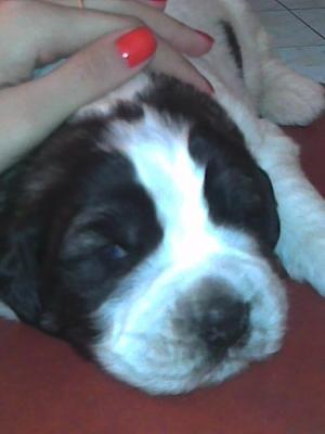 VAND CAINE SAINT BERNARD