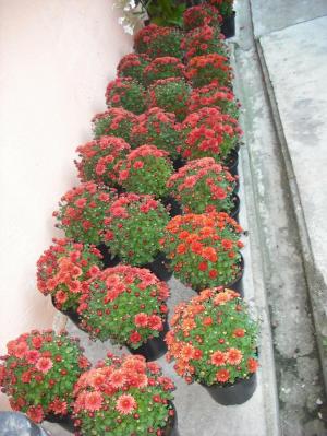 Vand crizanteme multiflora