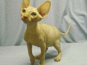 Casă de v�nzare Sfinxul Kitten