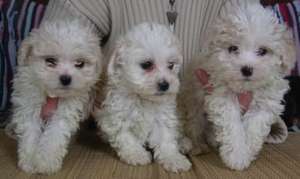 Puiuti superbi de BICHON MALTESE,  FRISEE,  BOLOGNESE si HAVANEZ de vanzare