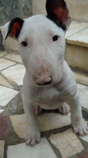 Puiuti superbi de  Bullterrier de vanzare