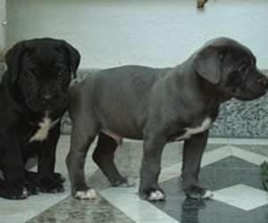 Puiuti superbi de Cane Corso si Dog de Bordeaux de vanzare