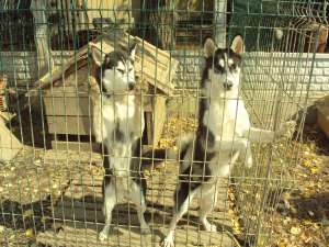 Vand 2 caini HUSKY SIBERIANI,   10 LUNI CU CARNET DE SANATATE.PRET 150 euro bucata