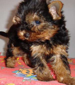 Puiuti superbi de YORK SHIRE TERRIER de vanzare