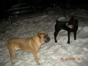 Cane corso Pui de vanzare