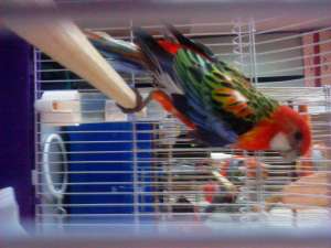 VAND PERUSI NIMFE AGAPONISI ROSELLA