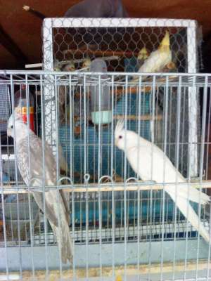 VAND PERUSI NIMFE AGAPONISI ROSELLA