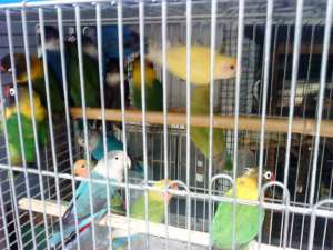 VAND PERUSI NIMFE AGAPONISI ROSELLA