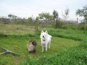Caut femele spitz pt imperechere