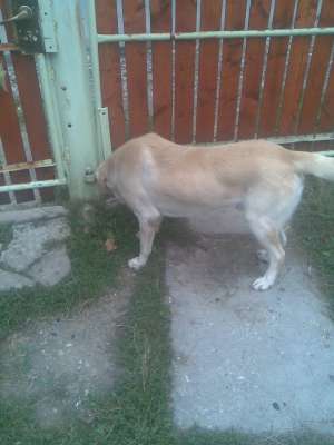 labrador