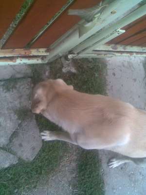 labrador