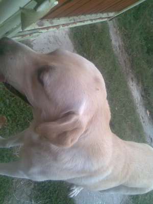 labrador