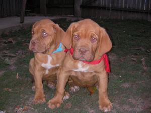 vand pui dog de bordeaux