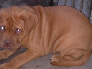 vand pui dog de bordeaux