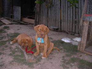 vand pui dog de bordeaux