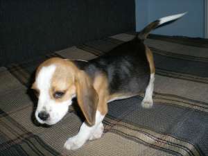 vand caini beagle tricolor