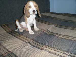 vand caini beagle tricolor