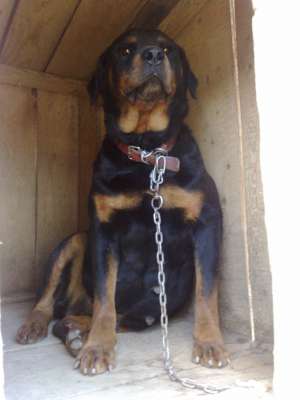 o fetita frumoasa rottweiler