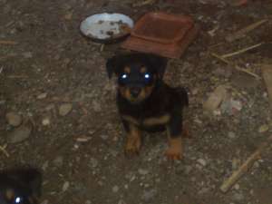 o fetita frumoasa rottweiler