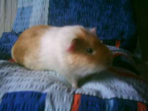 donez 2 porcusori de guineea masculi