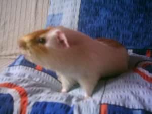 donez 2 porcusori de guineea masculi