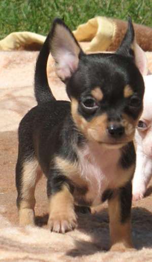 Pui Chihuahua