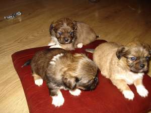 vand caine pikinez cu pedigree