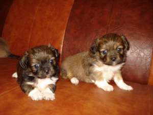 vand caine pikinez cu pedigree
