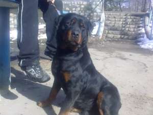 rottweiler fetita superba