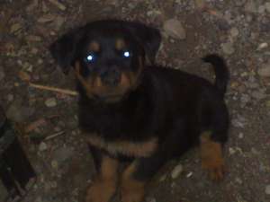 rottweiler fetita superba
