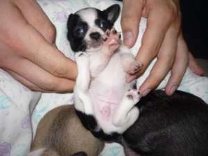 vand pui chihuahua