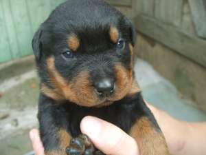 vand puii rottweiler
