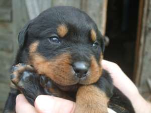 vand puii rottweiler