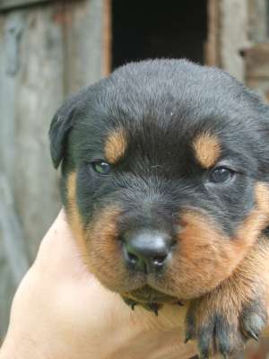 vand puii rottweiler