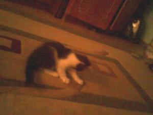 adoptie pisici