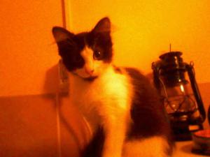 adoptie pisici