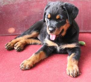 Vand Pui Rottweiler exemplare exceptionale