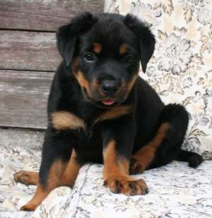 Vand Pui Rottweiler exemplare exceptionale