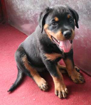 Vand Pui Rottweiler exemplare exceptionale