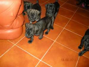 Cane corso