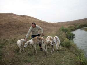 ogari barzoi