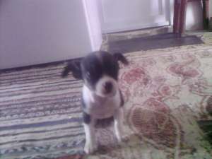 vand chihuahua