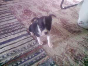 vand chihuahua