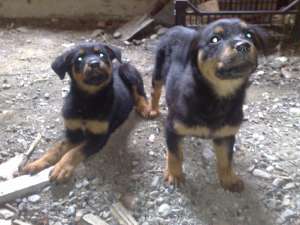 o superba fetita rottweiler spre vanzare
