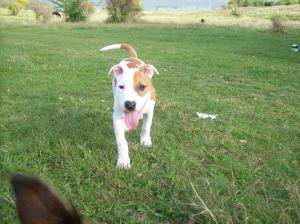 Vand pui amstaff